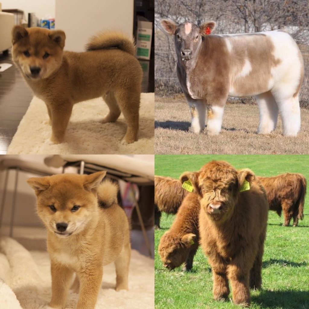右上の子はテキサストルネード Moe Pets 右上の子はテキサストルネード Moe Pets