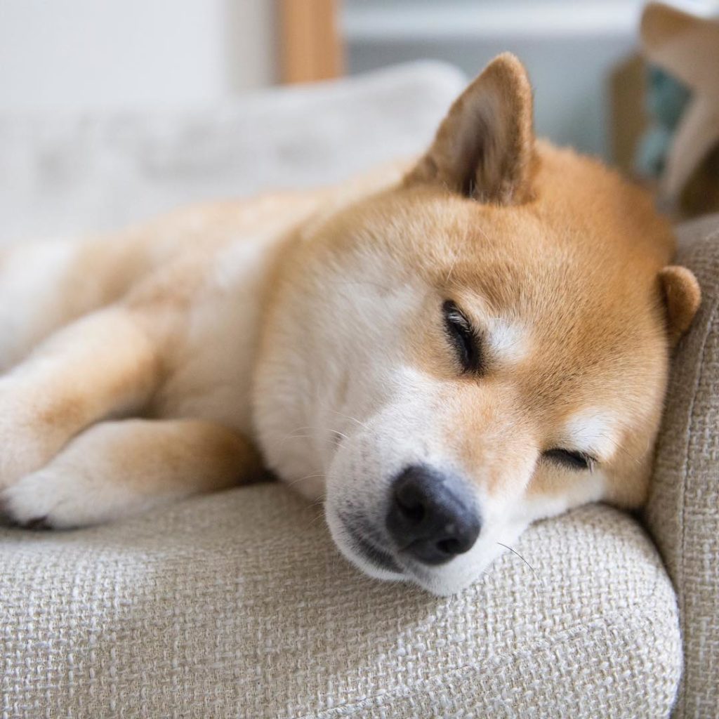 お湯つければなおるよね Moe Pets