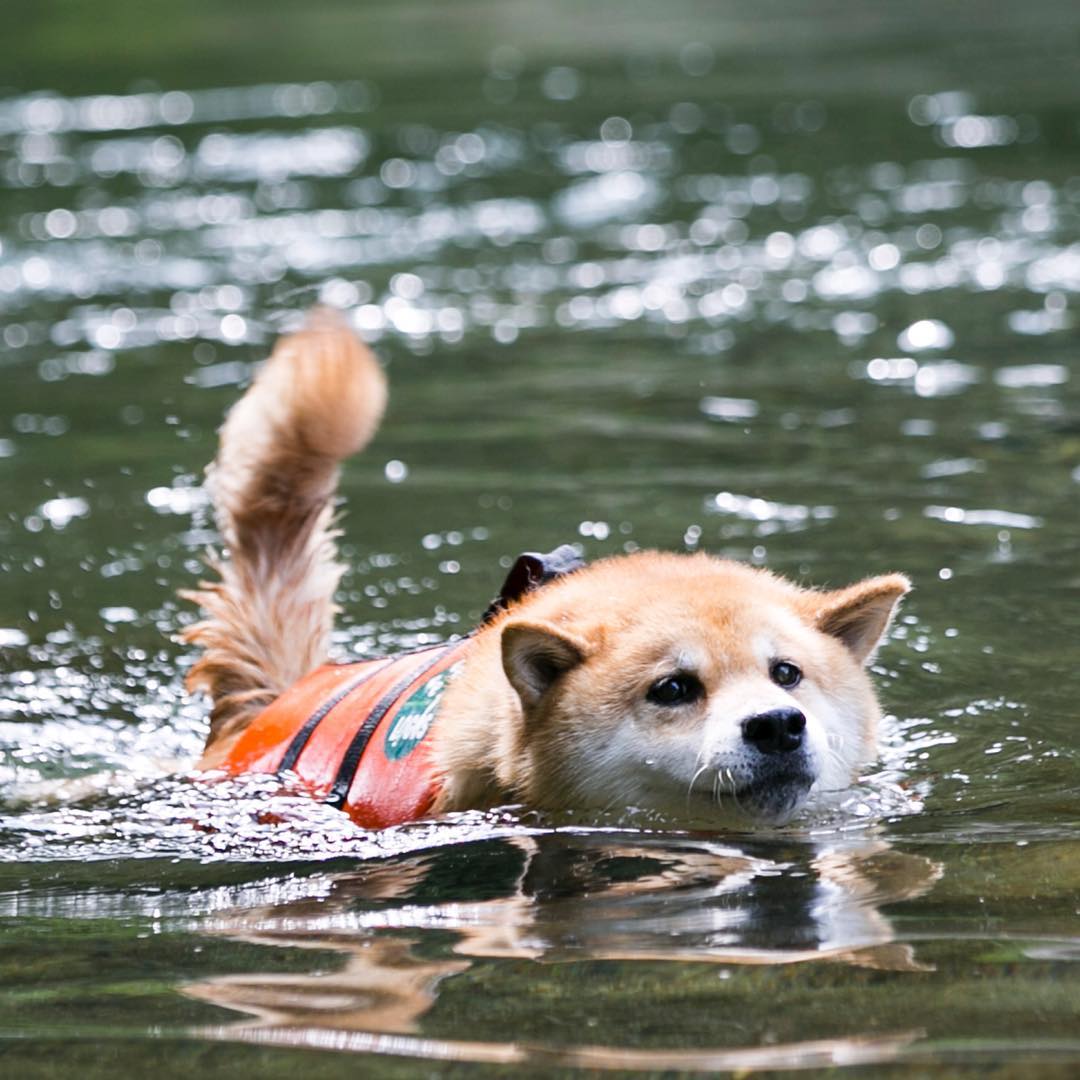 Marutaro I Have Come To Swim Like A Phelps M Phelps00 まるケルフェルプス Maruchael Phelps イキ Moe Pets Marutaro I Have Come To Swim Like A Phelps M Phelps00 まるケルフェルプス Maruchael Phelps イキ Moe Pets