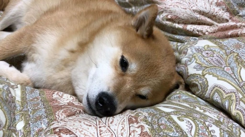 明日も寒いかな Moe Pets