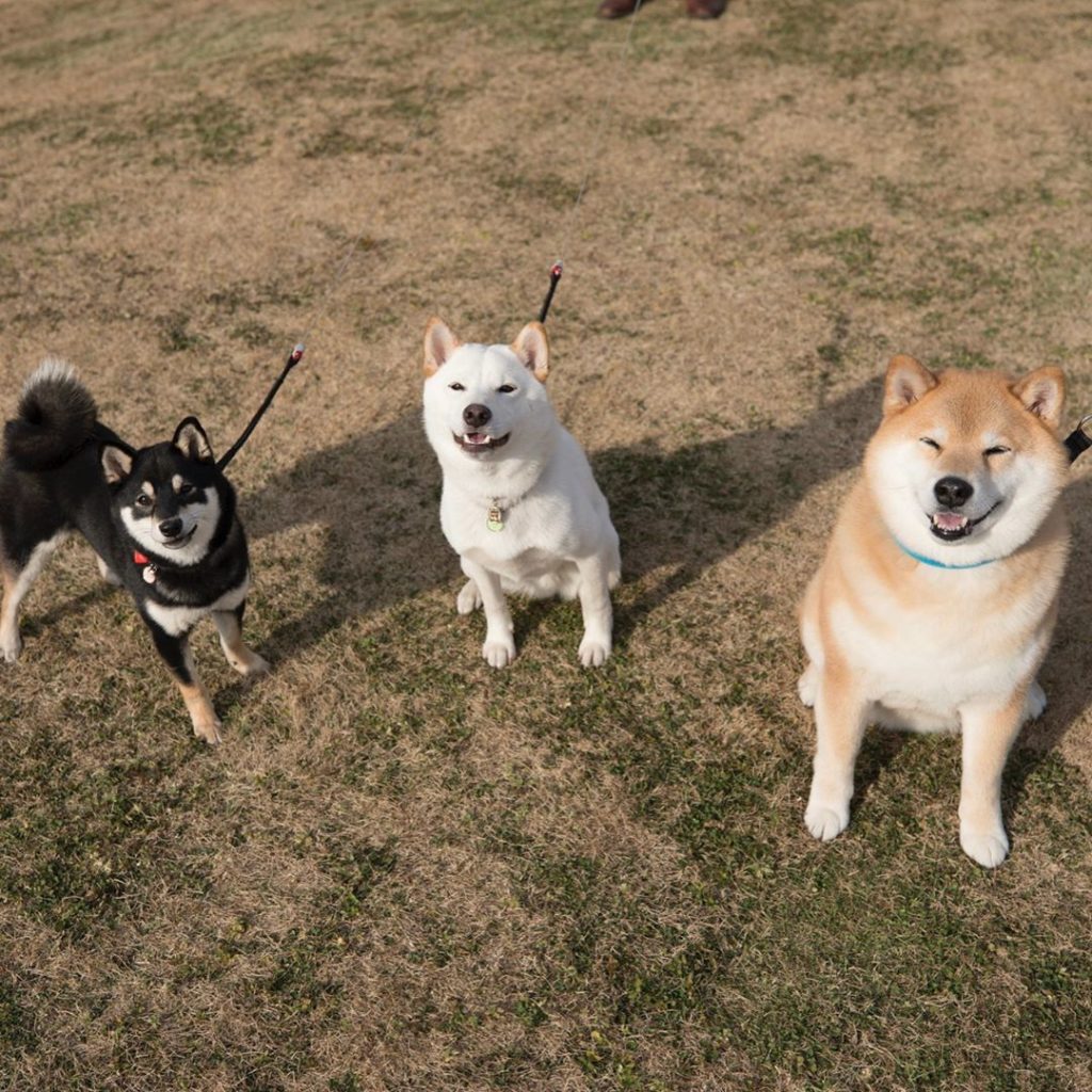 柴犬まるのそっくりさんを探す旅 Moe Pets