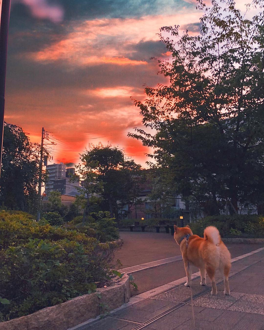 Marutaro The Sunset Tinged The Sky With A Rosy Flush 夕焼けが綺麗だね みんなも同じ空見てるんだよね 夕焼け空共有 Moe Pets Marutaro The Sunset Tinged The Sky With A Rosy Flush 夕焼けが綺麗だね みんなも同じ空見てるんだよね 夕焼け空共有 Moe Pets