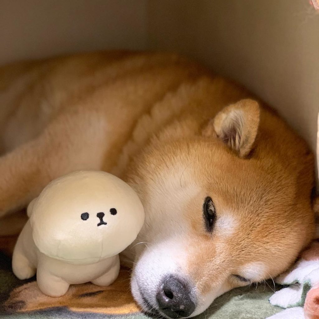 犬さんかな Moe Pets