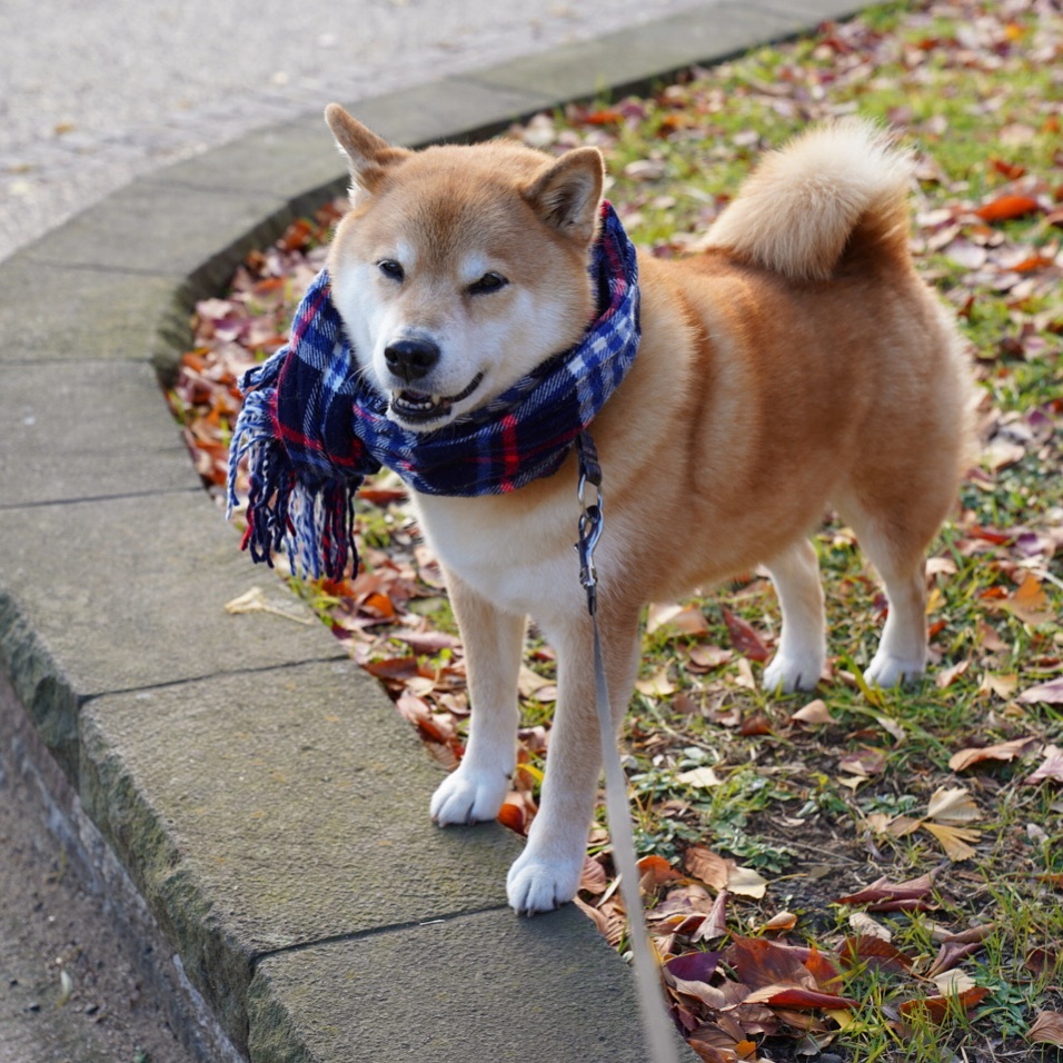 Marutaro You Definitely Need A Scarf And Gloves 金曜日おつまる 今週もよく頑張ったね T T まる Moe Pets Marutaro You Definitely Need A Scarf And Gloves 金曜日おつまる 今週もよく頑張ったね T T まる Moe Pets