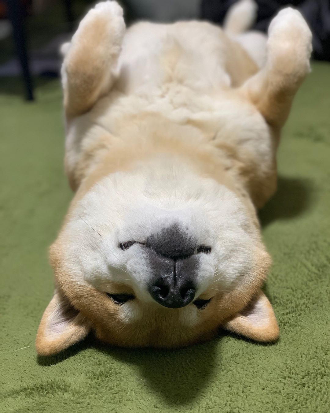 Marutaro Good Night 寝る前に笑って寝ると幸せな気分で寝れるからね まるクラスになると寝ながら笑ってるから 初心者のみんなはまずは スマホ逆さにしてみ Moe Pets