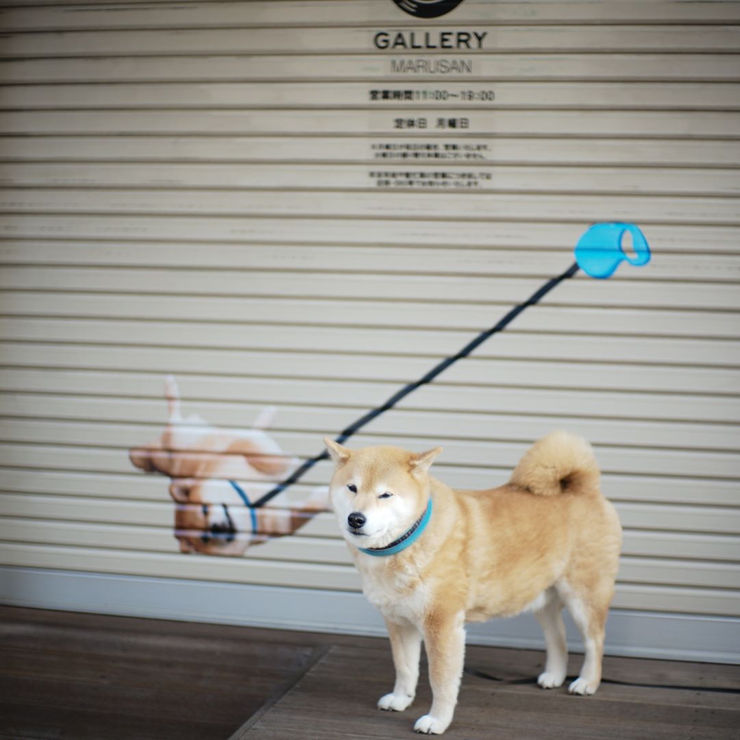 Marutaro Good Morning ギャラリーのシャッターにお絵描きされてるの知ってた 柴犬まるのイヤイヤさん トリックアート 挑戦してみてね Moe Pets Marutaro Good Morning ギャラリーのシャッターにお絵描きされてるの知ってた 柴犬まるのイヤイヤさん トリックアート 挑戦してみてね Moe Pets