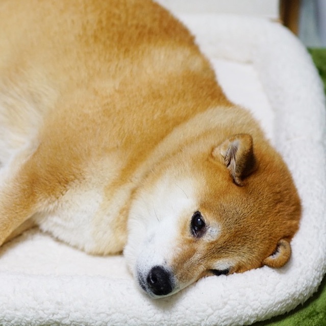 Marutaro Good Night 明日は少し寒いみたいね パパお布団かけてくれるかな そーっと ふわーって みんなも風邪ひかないでね 三寒四温だから気をつけて Moe Pets Marutaro Good Night 明日は少し寒いみたいね パパお布団かけてくれるかな そーっと ふわーって みんなも風邪ひかないでね 三寒四温だから気をつけて Moe Pets