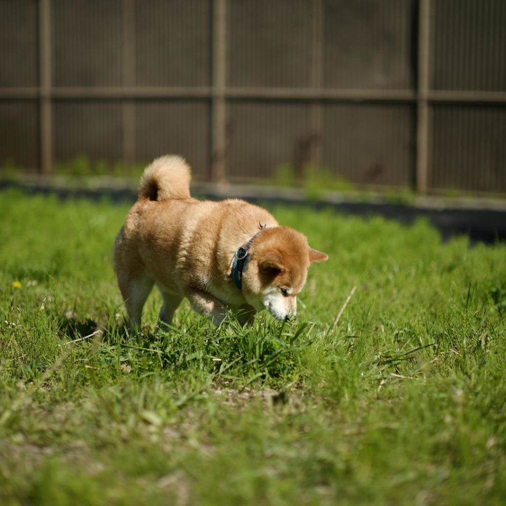 ボフッってしたい Moe Pets ボフッってしたい Moe Pets