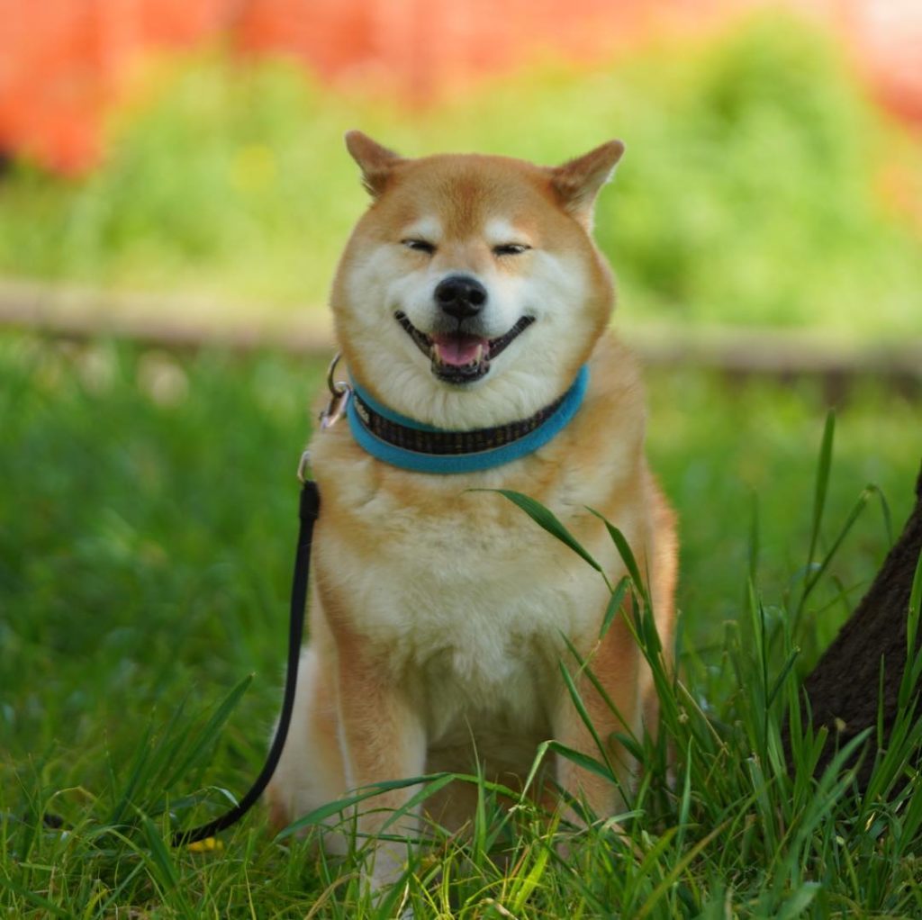まるもハワイとか行ってみたいな Moe Pets まるもハワイとか行ってみたいな Moe Pets
