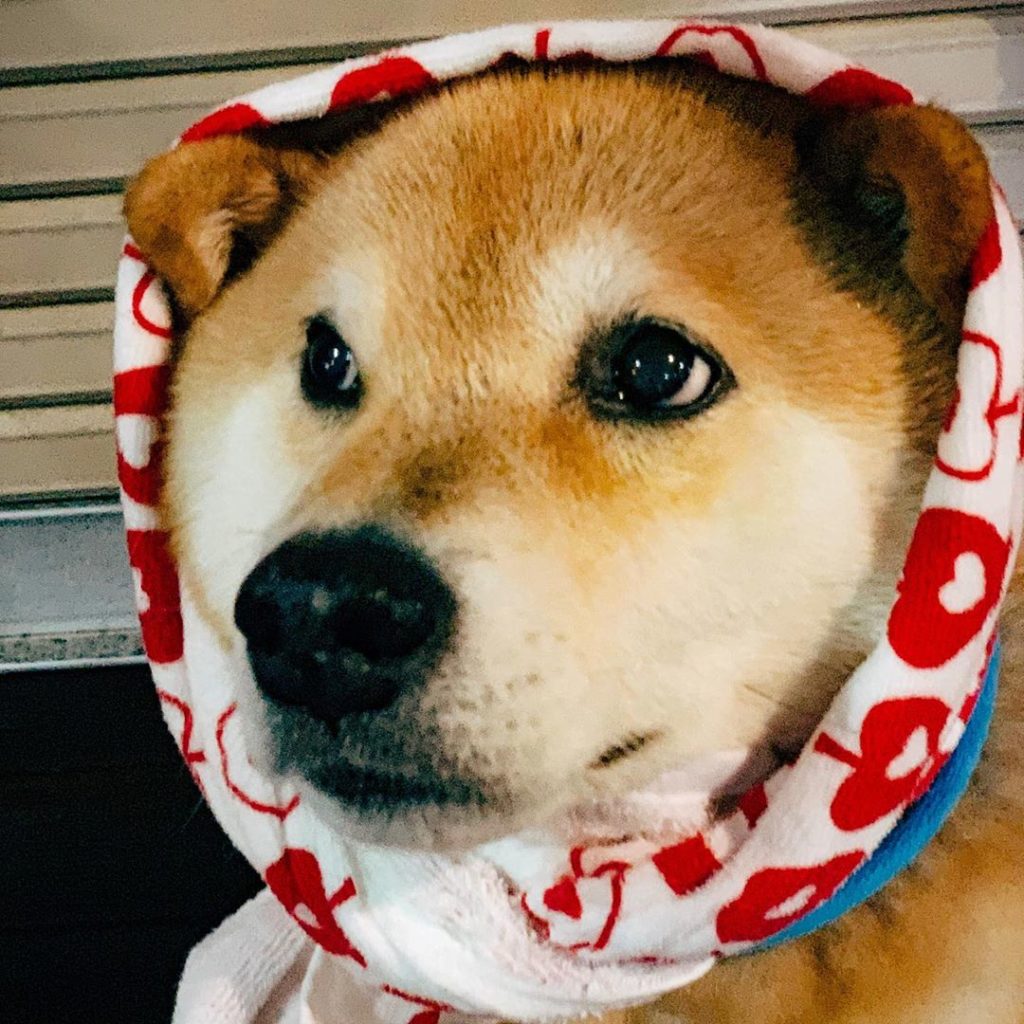 止まない雨はない Moe Pets 止まない雨はない Moe Pets