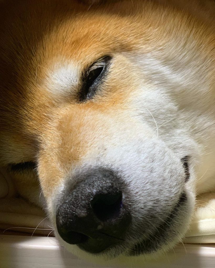 恥ずい Moe Pets