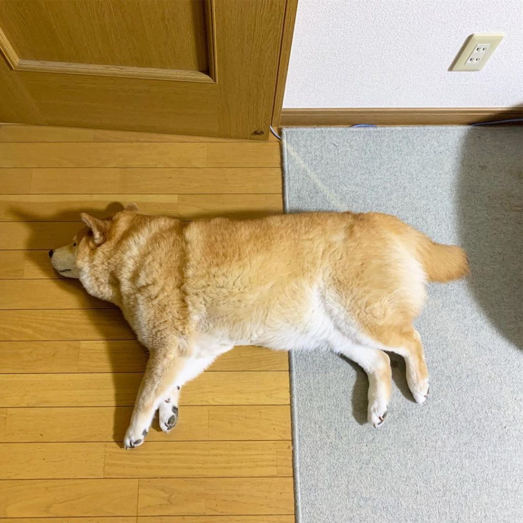 恥ずい Moe Pets