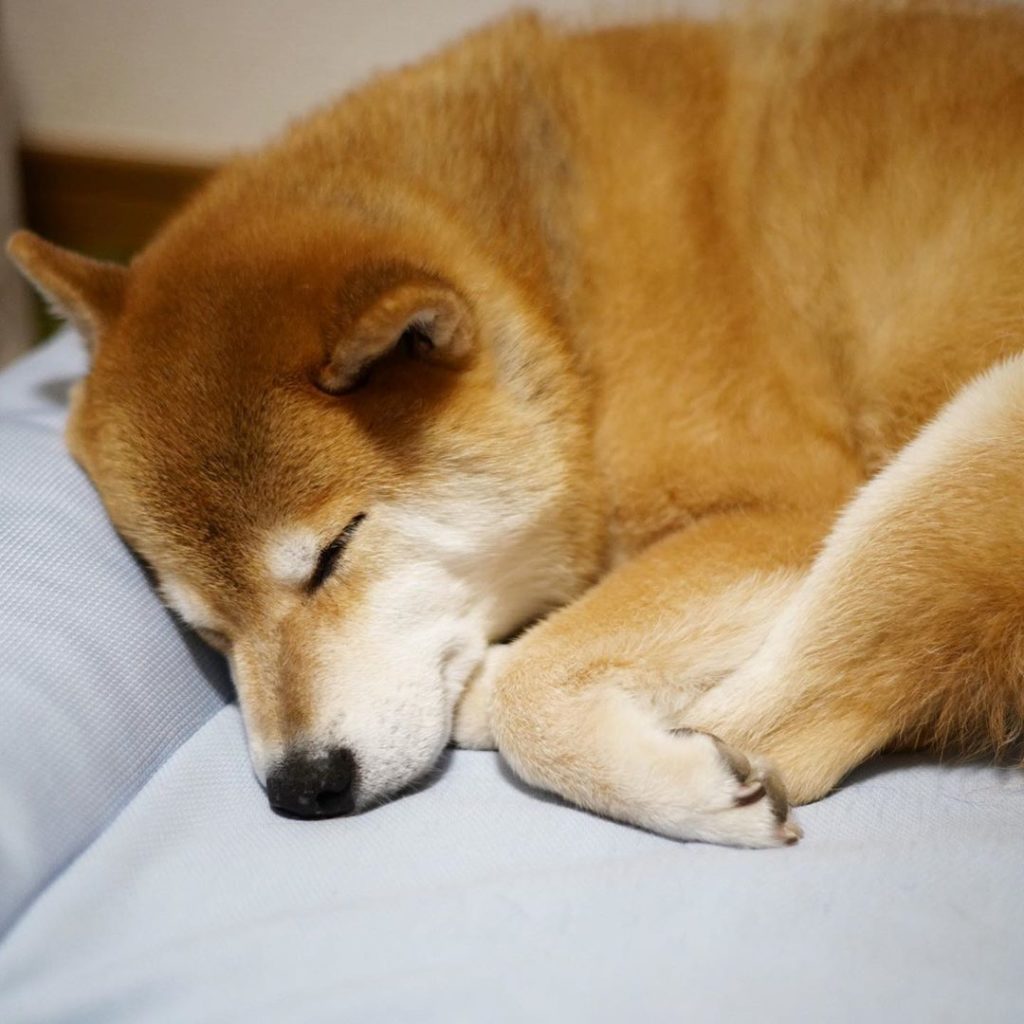 Good night!また明日ね〜
#そろそろ肌寒くなってきたでしょ
#お布団かけて寝るんだよ
#タオルケットくらいがいいかもね
#おやまる...