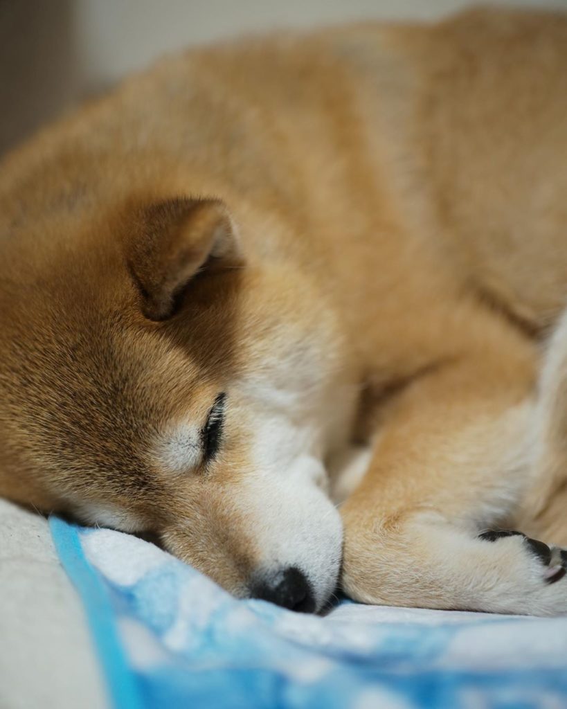 Good night!また明日からもがんばろうね〜
#まるも頑張っちゃうんだから
#まずはよく寝る事
#良い睡眠が大事 
#ぐっすりこんこん
#おやまる...
