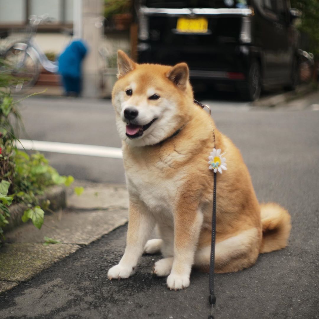 Marutaro The Japanese Summer Is Hot And Humid 今日はジメジメしてる風が吹いてるな って思ったら 雨降ってきた パパおんぶして Moe Pets Marutaro The Japanese Summer Is Hot And Humid 今日はジメジメしてる風が吹いてるな って思ったら 雨降ってきた パパおんぶして Moe Pets