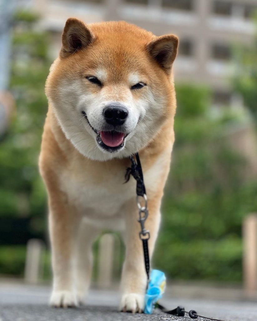 恥ずい Moe Pets