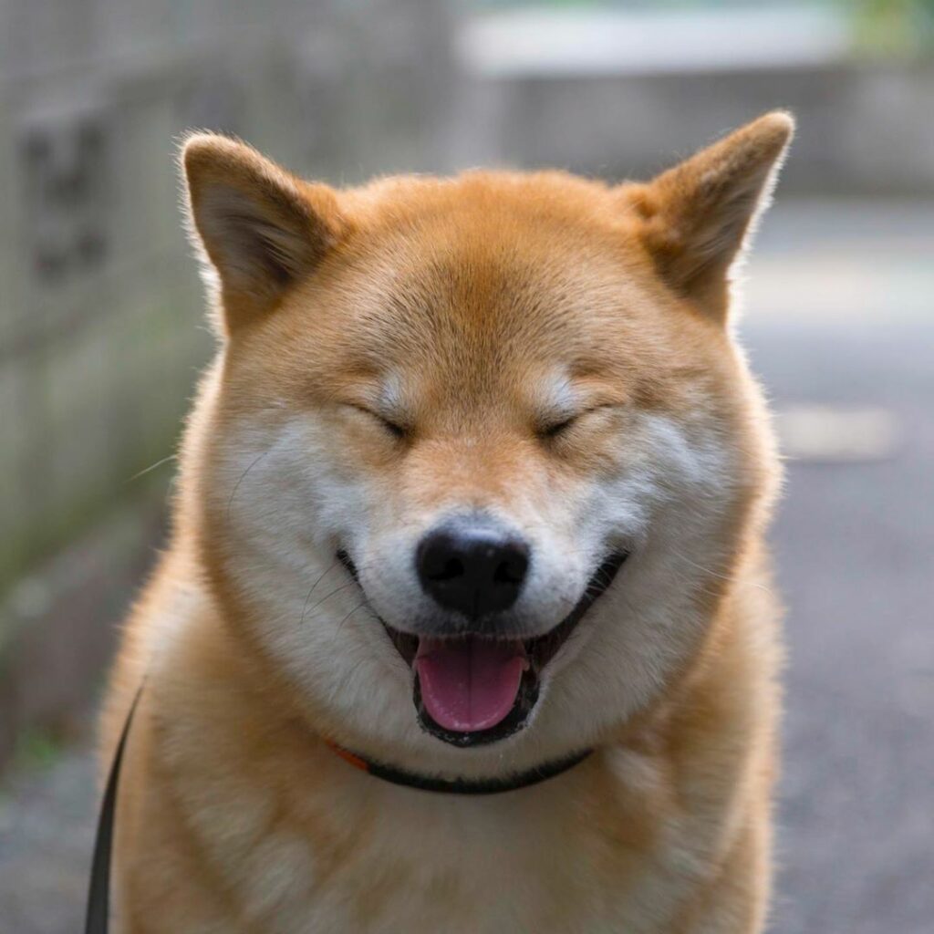 笑う門にはまる来たる Moe Pets 笑う門にはまる来たる Moe Pets