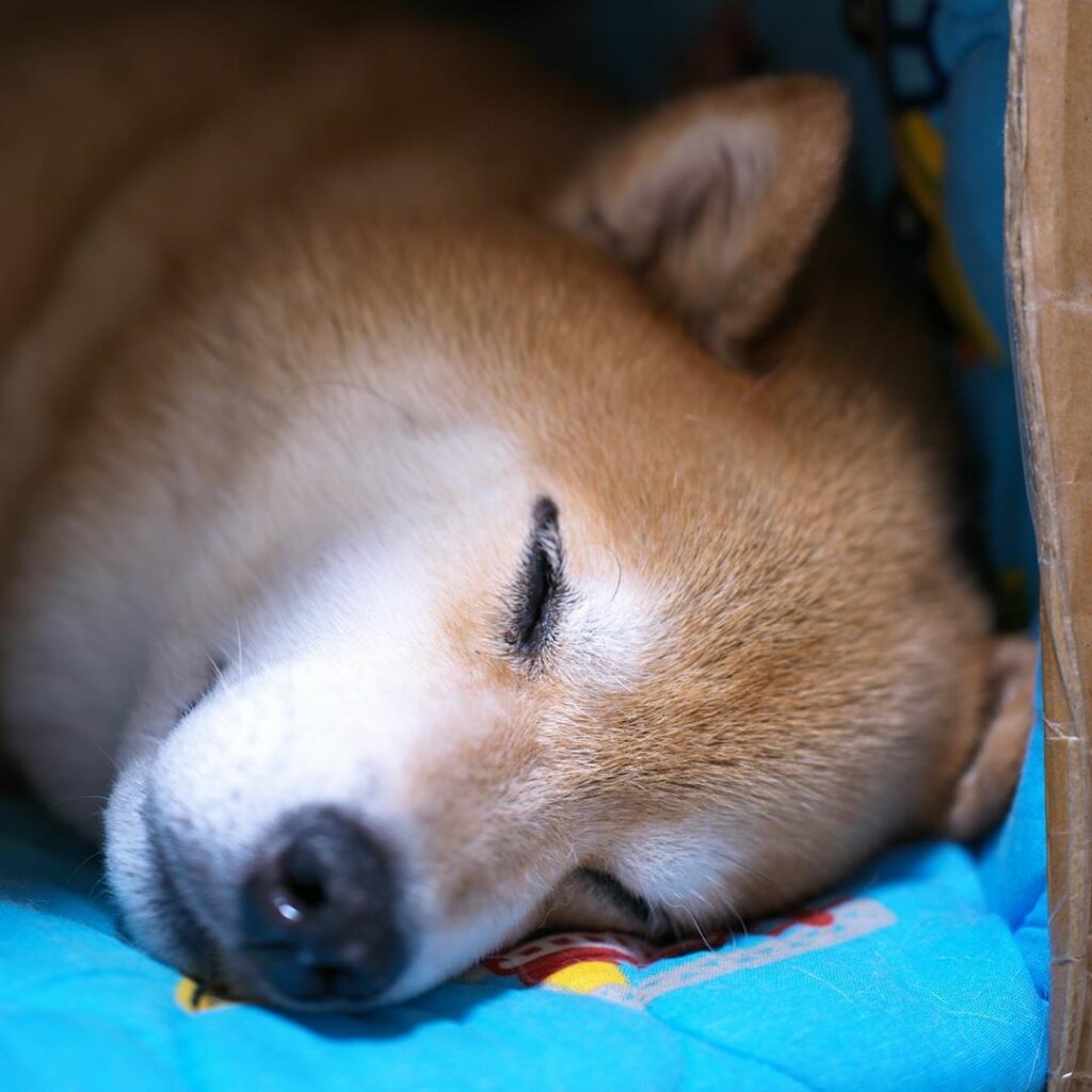 風邪ひいちゃうからね Moe Pets 風邪ひいちゃうからね Moe Pets
