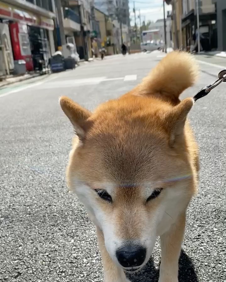 Marutaro Good Morning 今日の晩ごはんの為にいっぱい歩いとかなきゃっ お腹すいてる方が美味しいもんね ふんふふふーん 足取りも軽いぜ 今日は29日 Moe Pets Marutaro Good Morning 今日の晩ごはんの為にいっぱい歩いとかなきゃっ お腹すいてる方が美味しいもんね ふんふふふーん 足取りも軽いぜ 今日は29日 Moe Pets