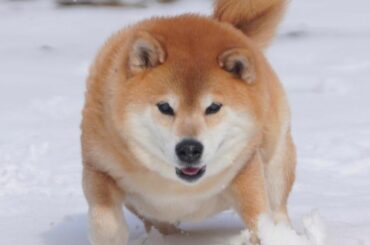蝶のように舞い蜂のように刺す Moe Pets 蝶のように舞い蜂のように刺す Moe Pets