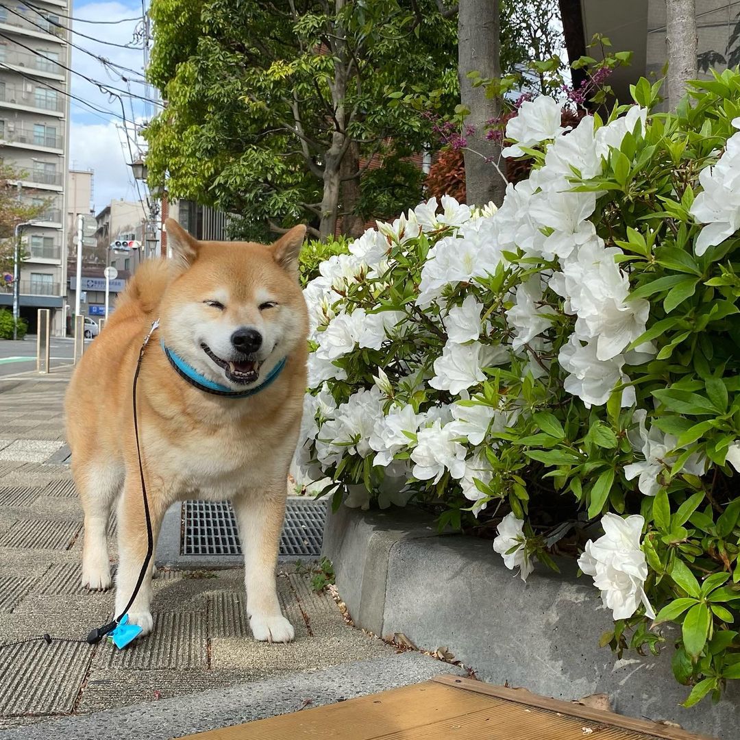 Marutaro Good Morning サクラの次はツツジか ツツジって漢字かける いきなりですが 下の漢字なんでしょうクイズ 髑髏 躑躅 似てるねシリーズ Moe Pets Marutaro Good Morning サクラの次はツツジか ツツジって漢字かける いきなりですが 下の漢字なんでしょうクイズ 髑髏 躑躅 似てるねシリーズ Moe Pets