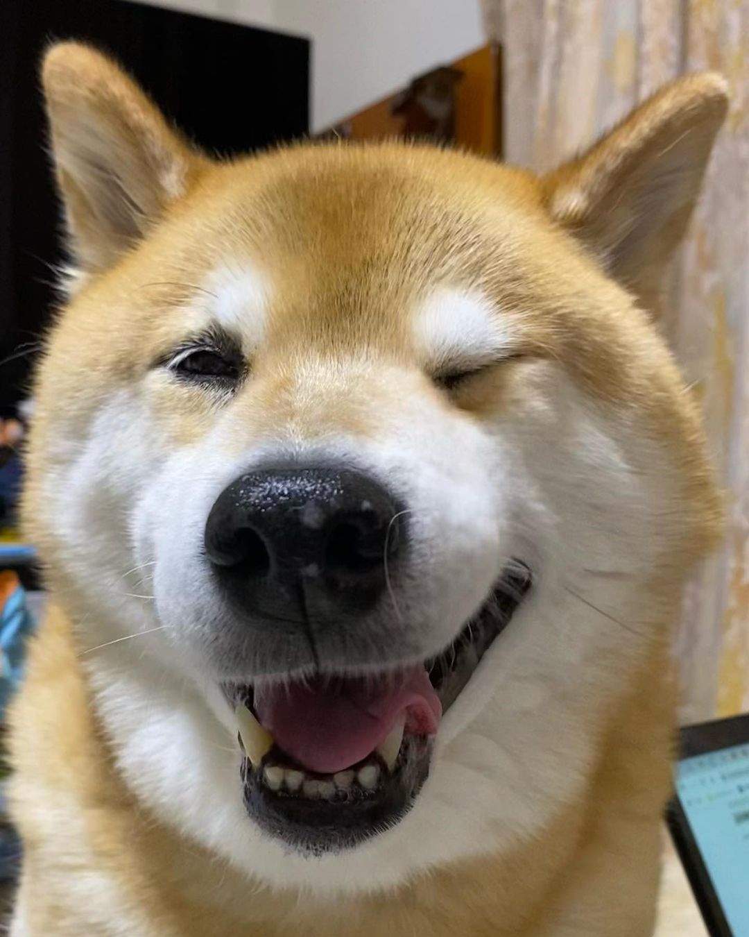 Marutaro Have A Wonderful Weekend みんな良い週末をお過ごし下さいませ 週末お仕事の人達は頑張って乗り切ってね 止まない雨はないからね 安 Moe Pets Marutaro Have A Wonderful Weekend みんな良い週末をお過ごし下さいませ 週末お仕事の人達は頑張って乗り切ってね 止まない雨はないからね 安 Moe Pets