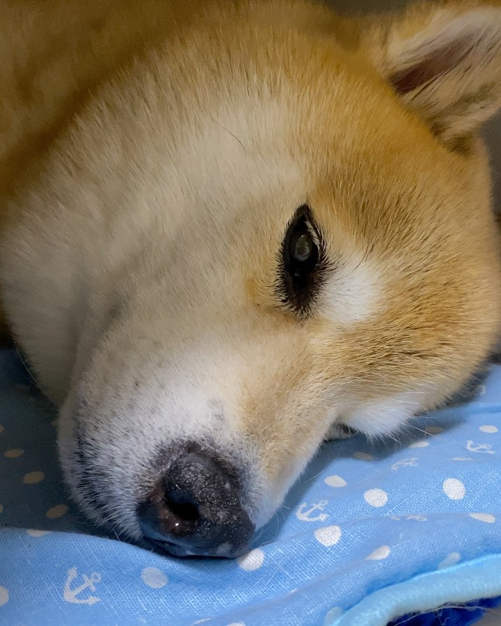 Marutaro Good Night 明日は雨降るっぽいけど梅雨だもん当たり前だよね 雨が降らないと困る事もあるしね お肉でも食べながらお家でゴロゴロしたりね 仕方ないな Moe Pets
