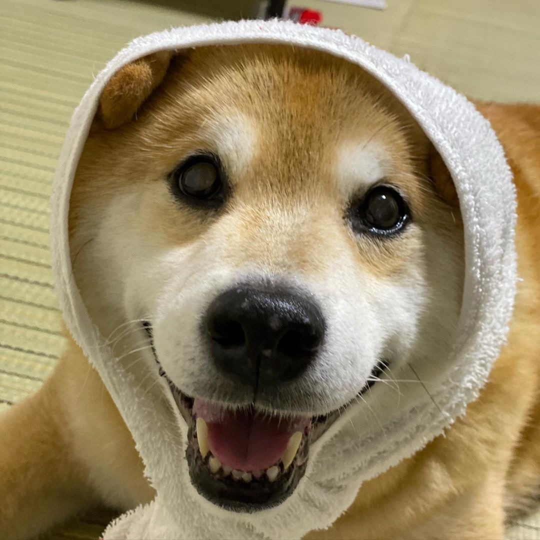 Marutaro Have A Good Weekend 金曜日おつまる 今週もよく頑張ったね 雨続きだけど 止まない雨は無いって言うしね みんなで乗り切ろうね Moe Pets Marutaro Have A Good Weekend 金曜日おつまる 今週もよく頑張ったね 雨続きだけど 止まない雨は無いって言うしね みんなで乗り切ろうね Moe Pets