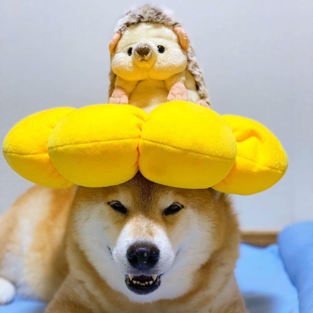 Marutaro It S Cool Is N T It ハリーさん なんか筋斗雲みたいでかっこいい ね まるも乗りたい パパ頭貸して 大丈夫 柴犬は小型犬だから Moe Pets Marutaro It S Cool Is N T It ハリーさん なんか筋斗雲みたいでかっこいい ね まるも乗りたい パパ頭貸して 大丈夫 柴犬は小型犬だから Moe Pets