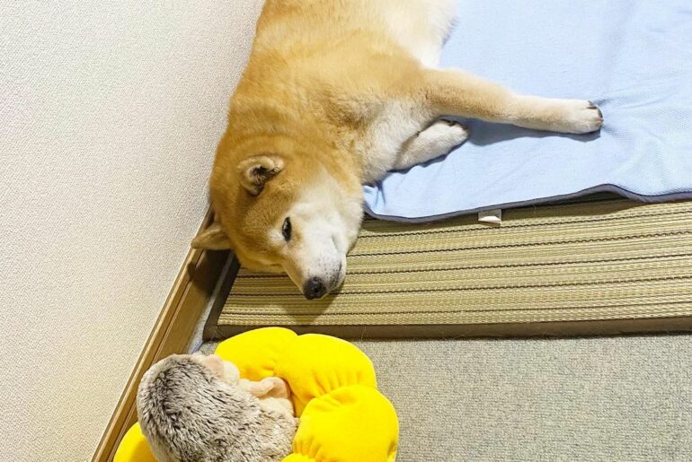 Marutaro It S Cool Is N T It ハリーさん なんか筋斗雲みたいでかっこいい ね まるも乗りたい パパ頭貸して 大丈夫 柴犬は小型犬だから Moe Pets