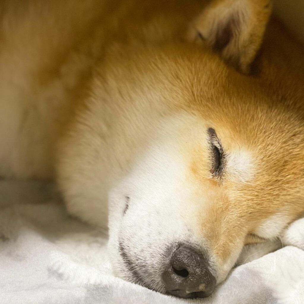Good night!まるが健康でいられるのは、毎日ぐっすり寝てるから
#寝る子は育つって言うもんね
#いやデカくなるって意味じゃなくてよ
#健康の秘訣って事
...