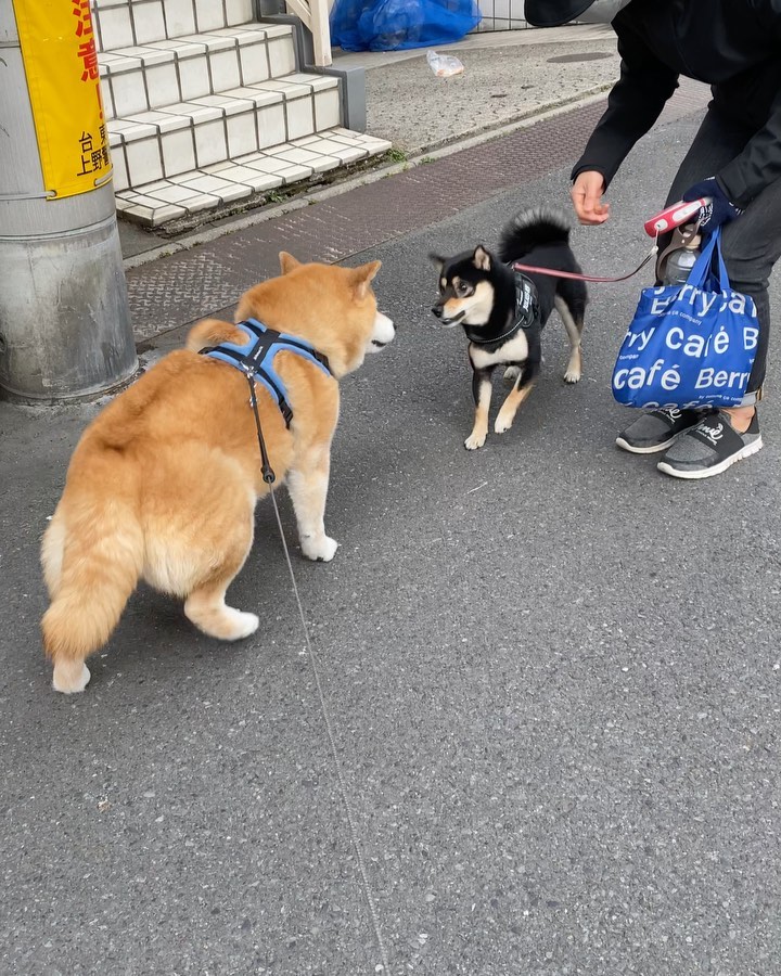 Marutaro Good Morning お 新入りの黒柴くんかな まだ1歳か 大型犬に怒られたんだってね まるも小さいころいっぱい怒られたよ 大丈夫 なんもしない Moe Pets Marutaro Good Morning お 新入りの黒柴くんかな まだ1歳か 大型犬に怒られたんだってね まるも小さいころいっぱい怒られたよ 大丈夫 なんもしない Moe Pets