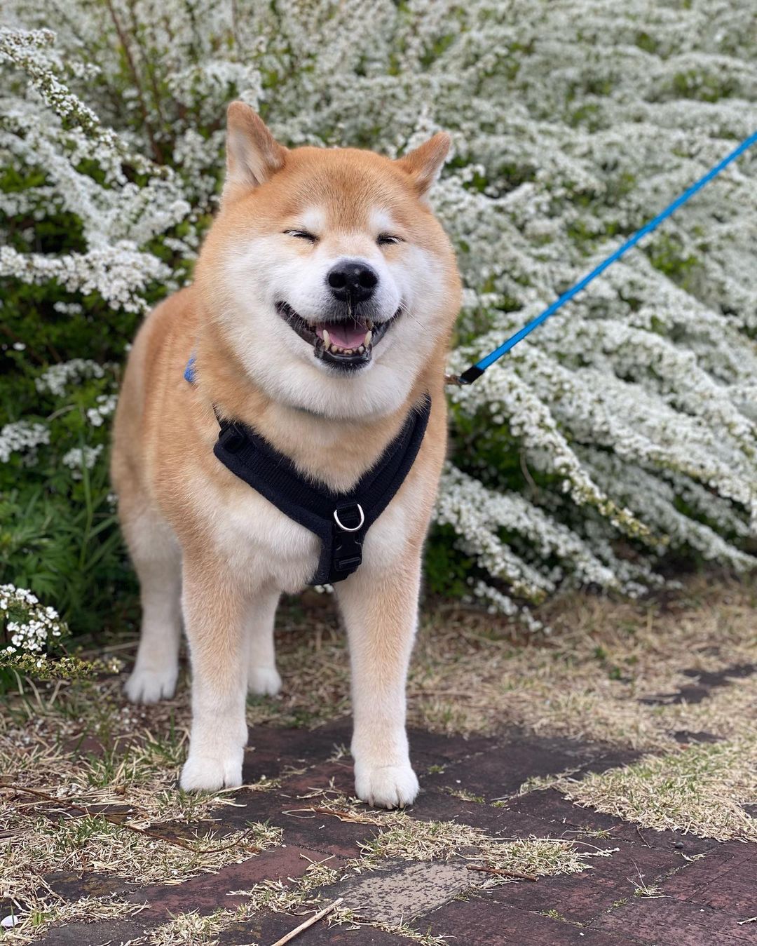 Marutaro Good Morning ちっこくて白いお花が咲いてたよ 数で勝負する系 ちっこいお花 名前はまだない Moe Pets