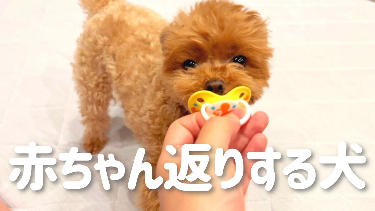 犬と新生児 赤ちゃんのお世話しすぎて赤ちゃん返りするトイプードル Moe Pets 犬と新生児 赤ちゃんのお世話しすぎて赤ちゃん返りするトイプードル Moe Pets
