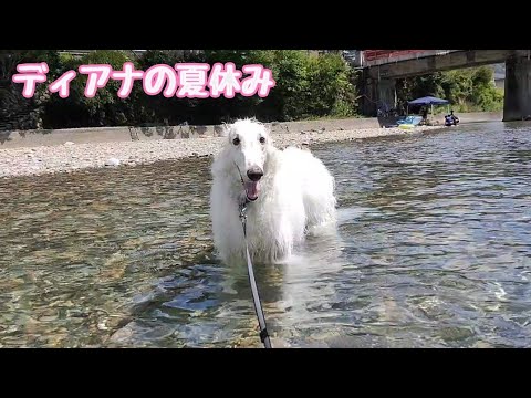 【岐阜県】清流板取川で大型犬ボルゾイ ディアナと夏休 み を満喫しました!!