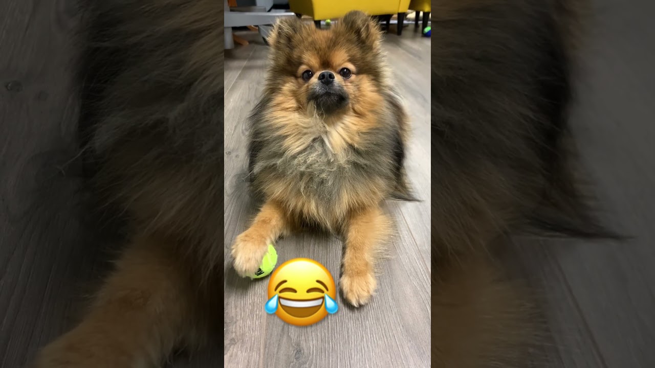 FUNNIEST POMERANIAN DRIBBLES BALL pomeranian shorts viral tiktok
