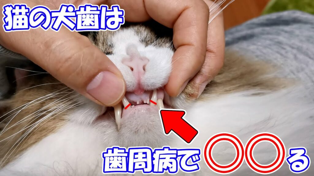ボス吉の犬歯の傷や犬歯が長い理由について【猫の犬歯の挺出】 ボス吉の犬歯の傷や犬歯が長い理由について【猫の犬歯の挺出】