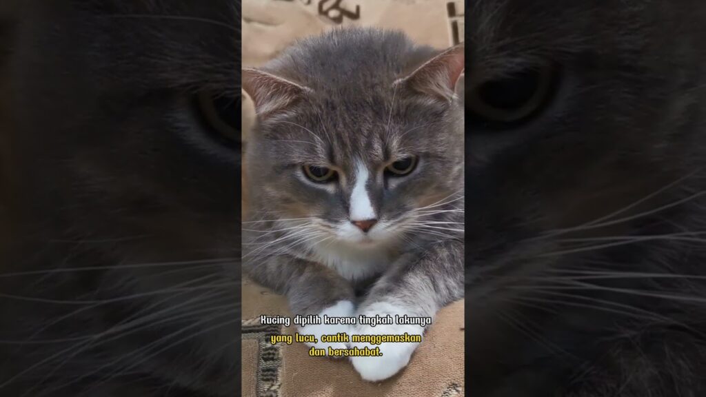 Apa tujuan memelihara kucing? #shorts #kucing Apa tujuan memelihara kucing? #shorts #kucing