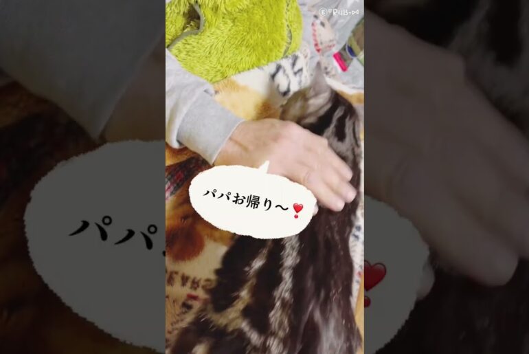 キス顔がセクシーw★ショートかわいい猫動画 #shorts #cat #ねこ