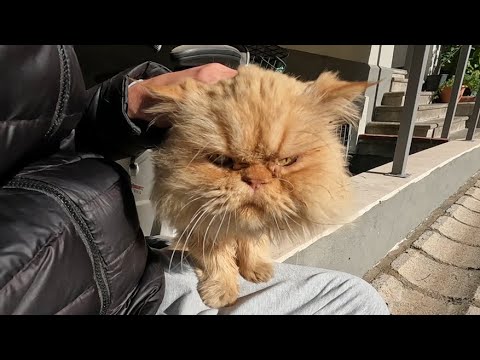 Fluffy Persian cat sleeping on the motorcycle came to me when she saw me