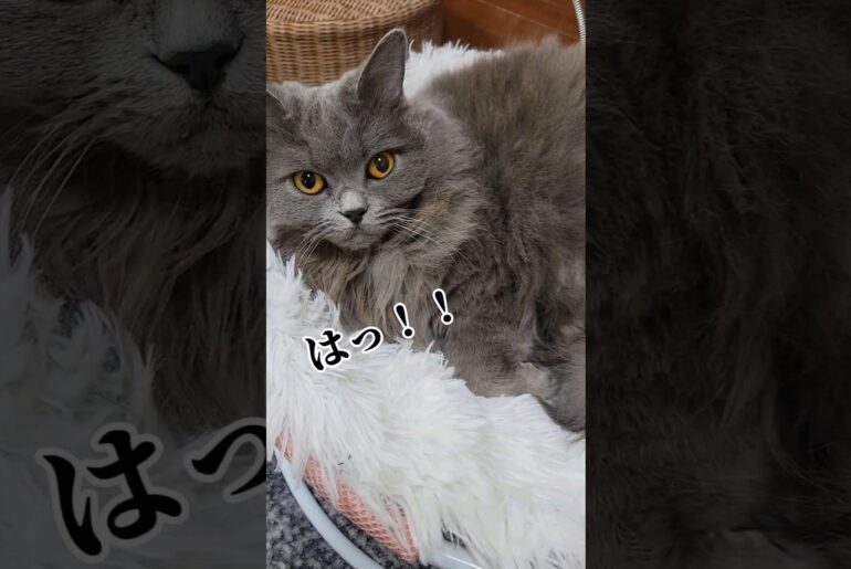 睡眠中の猫【サイベリアン・キキのKIKICHANNEL】 #サイベリアン #猫 #Siberian #cat #shorts