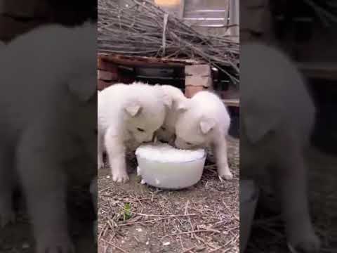 My three brothers  Puppies cute moment. #cute #cuteanimals #cutepuppy #puppies #puppy