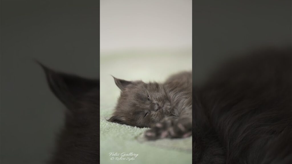 Your daily dose of cuteness. #mainecoon #kitten #felisgallery