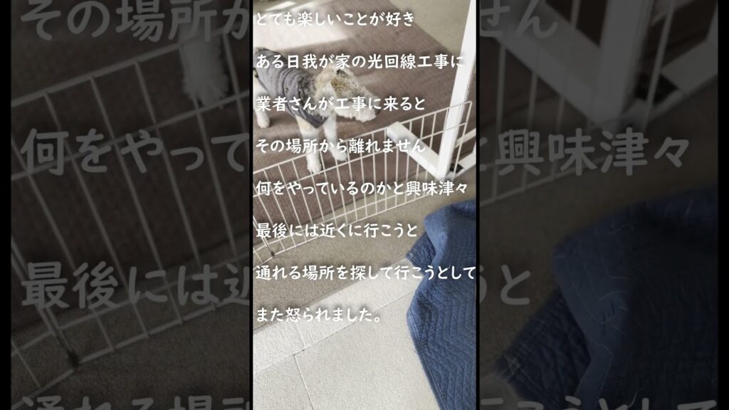 ワイヤーフォックステリアさん興味津々 #wirefoxterrier #shorts ワイヤーフォックステリアさん興味津々 #wirefoxterrier #shorts