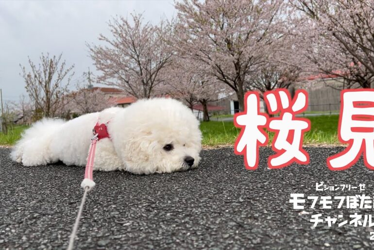 2024年の桜もやっぱり見に来たやつ 【犬・桜】 #ビションフリーゼ #桜 #さくら
