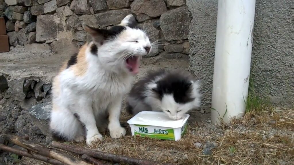 Kitten and mother eating cream cheese