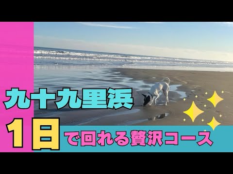 『日本テリア』のつむぎも大好きな千葉県外房の九十九里浜をご紹介します。犬と一緒に楽しめる広い空、海、美味しい海鮮、思いっきり走れる砂浜、ハーブガーデン…1日中楽しめる贅沢なコースです。