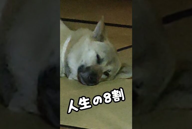 寝すぎる猟犬 #猟犬 #日本犬