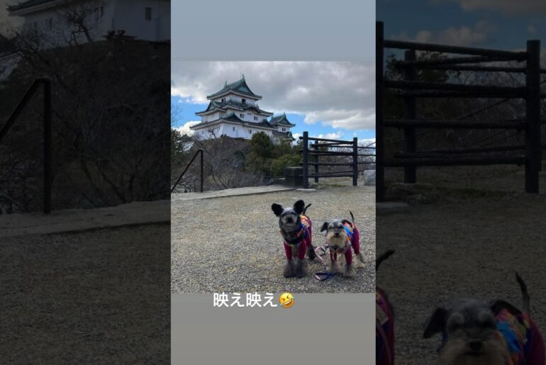 もんち、和歌山城で手裏剣体験する（Instagram Stories 2024年1月8日） #dog #dogshorts #dogs  #じんきは  #jinkiha