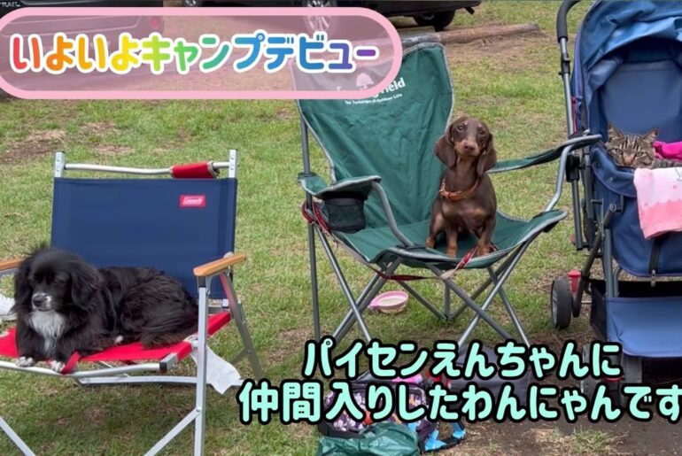 【狆とミニチュアダックスのMIX犬＆保護猫】キャンプと海にデビューした日